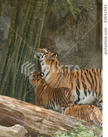 看竹子的東北虎父子 83642443