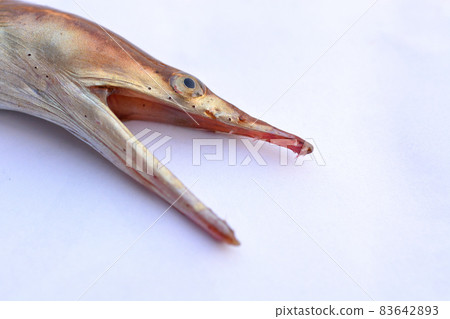 Sea fishing hater Dainan sea snake Sea fishing hater Dainan sea snake 83642893