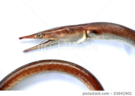 Sea fishing hater Dainan sea snake 83642902