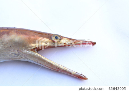 Sea fishing hater Dainan sea snake Sea fishing hater Dainan sea snake 83642905