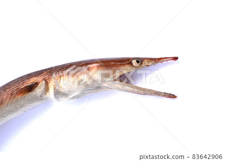 Sea fishing hater Dainan sea snake Sea fishing hater Dainan sea snake 83642906