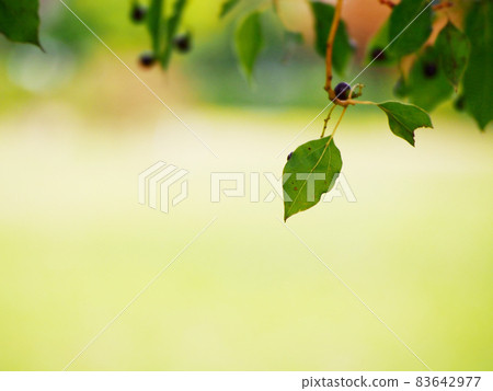 美麗的綠色景觀 美麗的綠色景觀 83642977