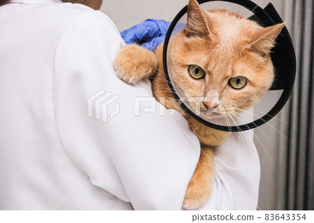 A red-haired cat in a protective collar is in the hands of a veterinarian. treatment of pets. A red-haired cat in a protective collar is in the hands of a veterinarian. treatment of pets. 83643354