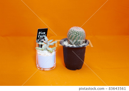 Table photo of cactus, Benikomachi and succulent, Akirei 83643561