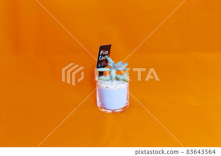 Table photo of succulent plant Akirei 83643564