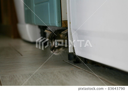 Street little kitten met a dog and is scared. The little kitten ran away from home and got lost in Street little kitten met a dog and is scared. The little kitten ran away from home and got lost in 83643790