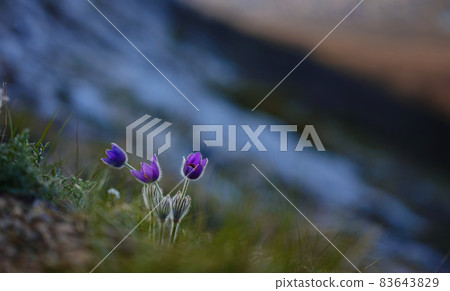 wild crocus flavus flower growing at sunset outdoors 83643829