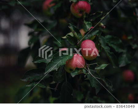 beautiful autumn still life in apple orchard 83643849