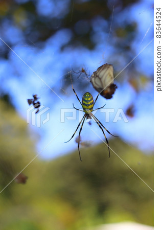 Joro spider is stretching a net 83644524