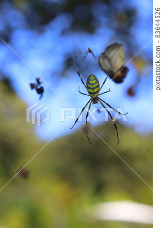 Joro spider is stretching a net Joro spider is stretching a net 83644526