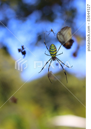 Joro 蜘蛛正在張開一張網 Joro 蜘蛛正在張開一張網 83644527