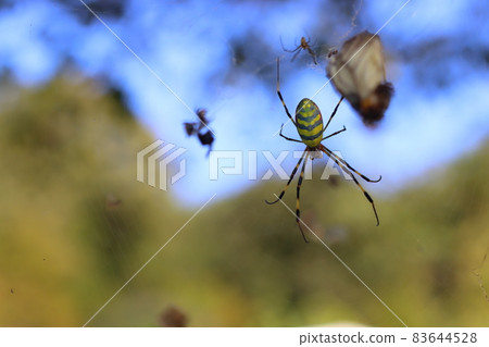 Joro 蜘蛛正在張開一張網 83644528