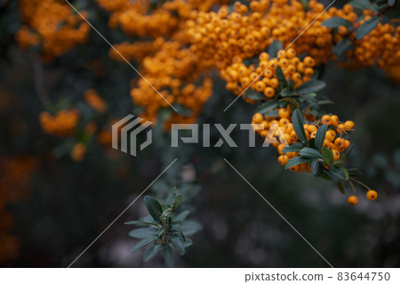 Branch of rowan with bright ripe berries, close-up Branch of rowan with bright ripe berries, close-up 83644750