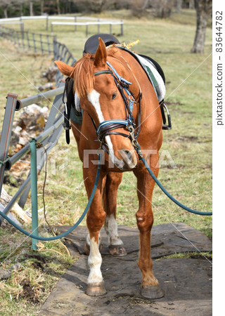 Horse, Kirifuri Plateau, Nikko, Tochigi 83644782