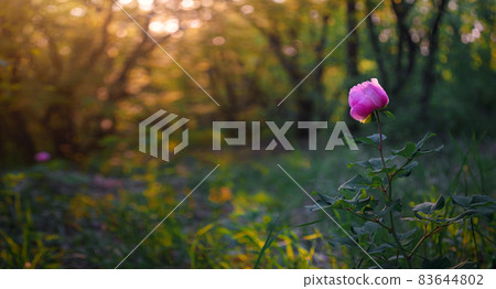 beautiful wild peony flower in a spring forest on the top of a mountain. beautiful wild peony flower in a spring forest on the top of a mountain. 83644802