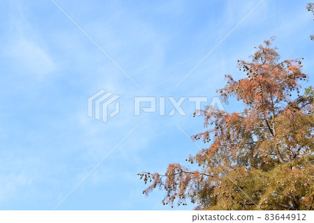 Autumn leaves of Lakushou Autumn leaves of Lakushou 83644912