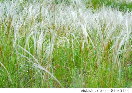 Summer background from field tall grass feather grass. Steppe plant Stipa close-up, Summer background from field tall grass feather grass. Steppe plant Stipa close-up, 83645154