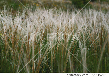 Summer background from field tall grass feather grass. Steppe plant Stipa close-up, Summer background from field tall grass feather grass. Steppe plant Stipa close-up, 83645208