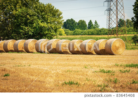 Row of Golden Hay Bales in a Sunny Summer Day - Padan Plain Italy Row of Golden Hay Bales in a Sunny Summer Day - Padan Plain Italy 83645408