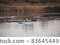 Waterfowl in the water at a nature preserve. 83645449