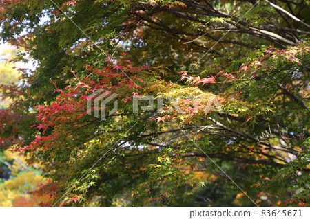 秋天的落葉 83645671