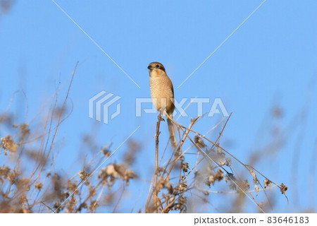 Shrike 2533 Shrike 2533 83646183