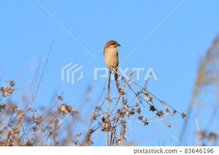 Shrike 2517 Shrike 2517 83646196
