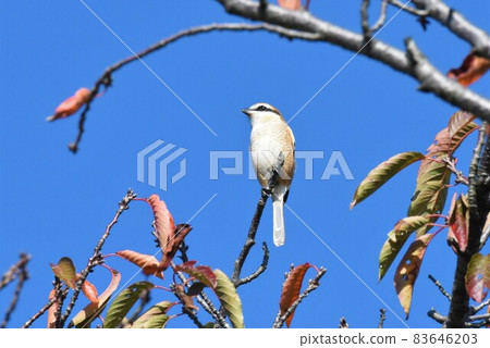 Shrike 2323 Shrike 2323 83646203