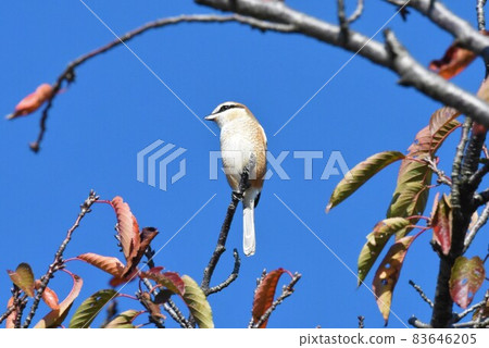 Shrike 2324 Shrike 2324 83646205