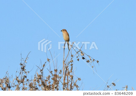 Shrike 2436 Shrike 2436 83646209