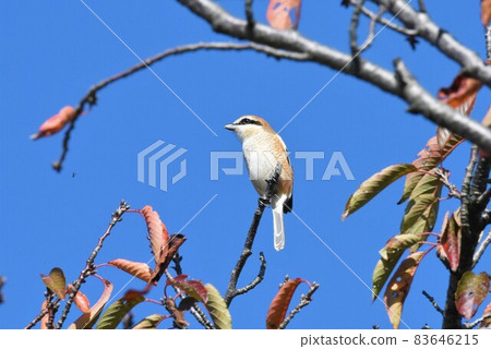 Shrike 2304 Shrike 2304 83646215