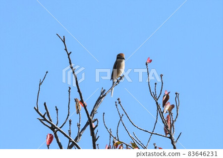 伯勞鳥 2270 83646231