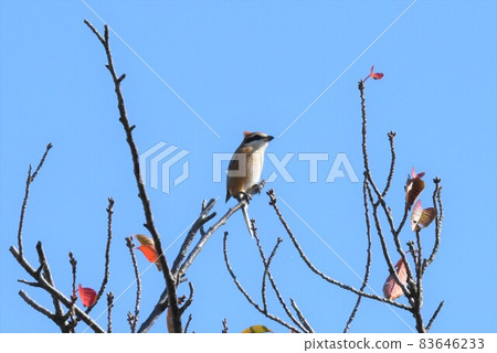 Shrike 2271 Shrike 2271 83646233