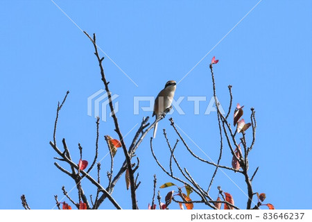 Shrike 2282 Shrike 2282 83646237