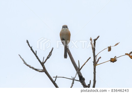Shrike 2138 Shrike 2138 83646243