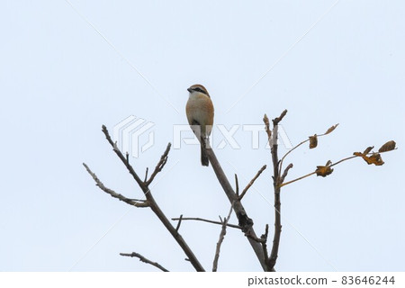 Shrike 2145 Shrike 2145 83646244