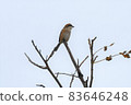 伯勞鳥 2156 83646248