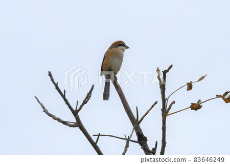 Shrike 2158 Shrike 2158 83646249