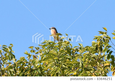 Shrike 2265 Shrike 2265 83646251