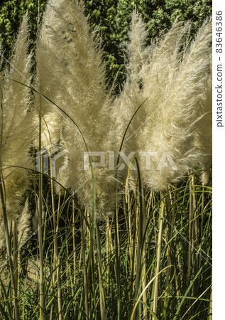 Large fluffy panicles of pampas grass in the Botanical garden of Tehran on an autumn sunny day Large fluffy panicles of pampas grass in the Botanical garden of Tehran on an autumn sunny day 83646386
