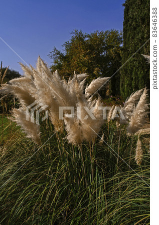 Lush flowerbed with panicles of autumn Pampas grass among trees in a botanical garden in Tehran on a sunny day Lush flowerbed with panicles of autumn Pampas grass among trees in a botanical garden in Tehran on a sunny day 83646388