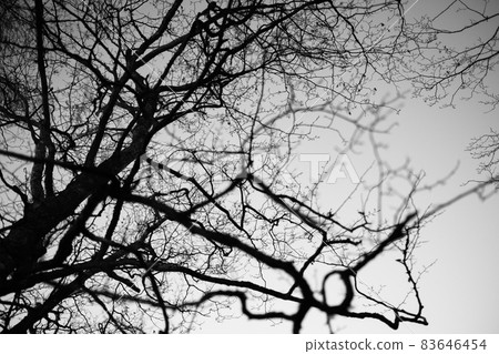Tree with leafless branches against sky Tree with leafless branches against sky 83646454