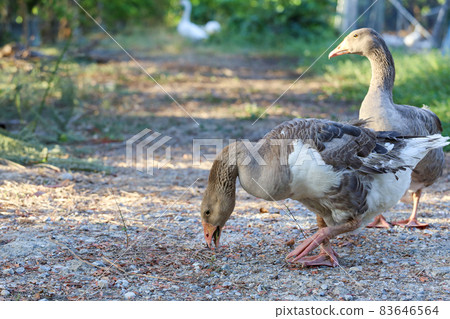Close up body brown goose is walking in farm at thailand Close up body brown goose is walking in farm at thailand 83646564