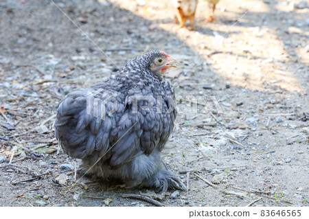 Gray color japan bantam hen in farm garden at thailand Gray color japan bantam hen in farm garden at thailand 83646565