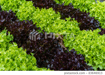Beautiful organic green and red oak lettuce or Salad vegetable garden on the soil growing,Harvesting Agricultural Farming. Beautiful organic green and red oak lettuce or Salad vegetable garden on the soil growing,Harvesting Agricultural Farming. 83646913