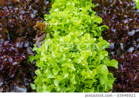 Beautiful organic green and red oak lettuce or Salad vegetable garden on the soil growing,Harvesting Agricultural Farming. Beautiful organic green and red oak lettuce or Salad vegetable garden on the soil growing,Harvesting Agricultural Farming. 83646921