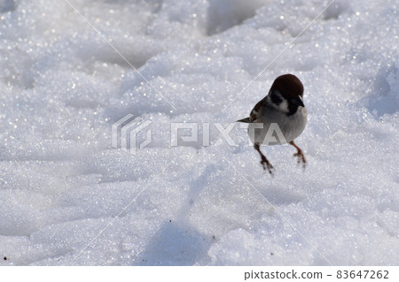Sparrow jumping on cold snow Sparrow jumping on cold snow 83647262