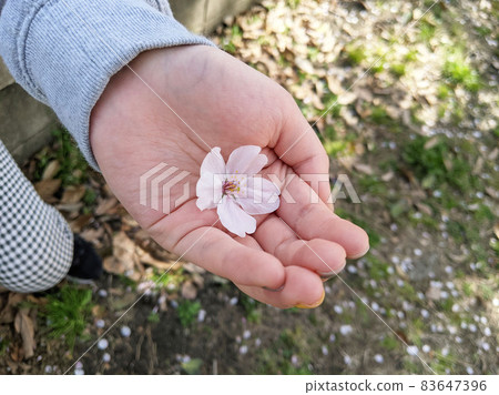 圖庫照片: 花瓣散落在孩子手掌中的場景1 83647396