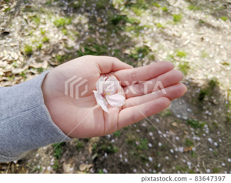 圖庫照片: 花瓣散落在孩子掌心的場景2 83647397