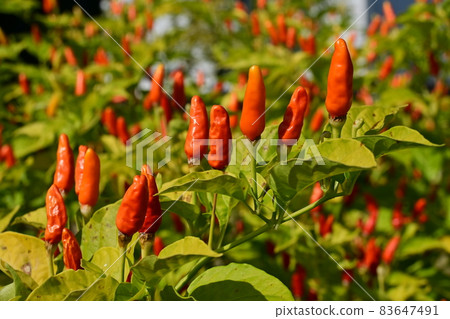 Pepper fruit Pepper fruit 83647491